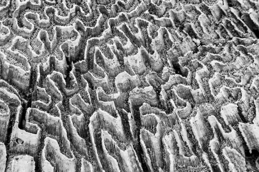 Bahamas, Little Exuma Island Coral close-up